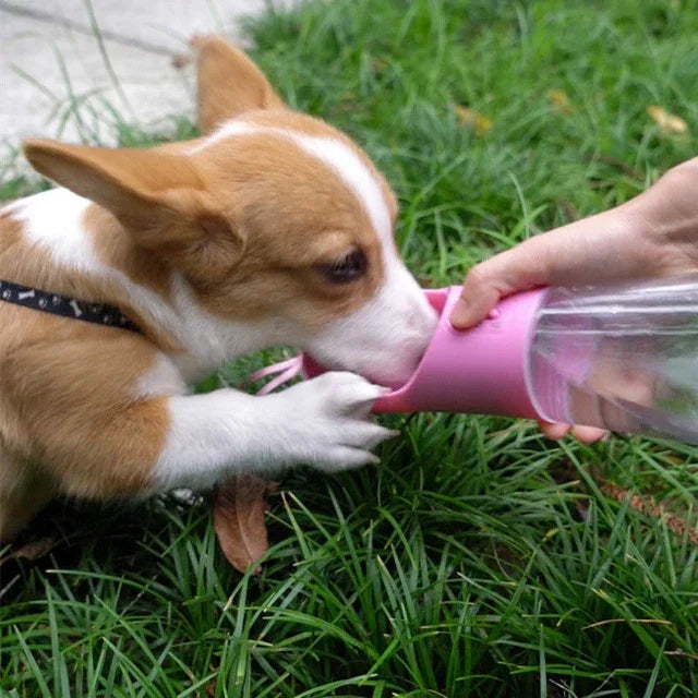 Corgi puppy drinking water from a portable pink pet bottle diffuser in grassy outdoor setting